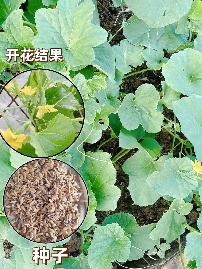 糖度26甜瓜種子