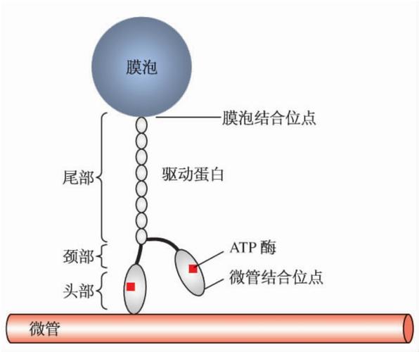 驅動蛋白家族，驅動蛋白的運輸方向是從微管負端到正端